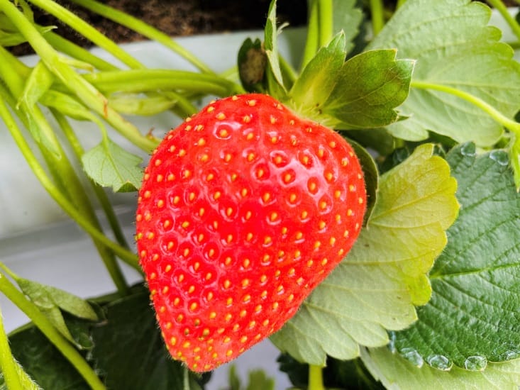 【興榮草莓園】隱藏在苗栗深山的草莓聖地超大顆草莓任你採