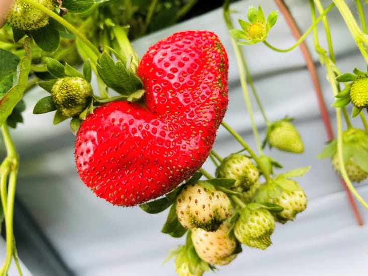 【興榮草莓園】隱藏在苗栗深山的草莓聖地超大顆草莓任你採