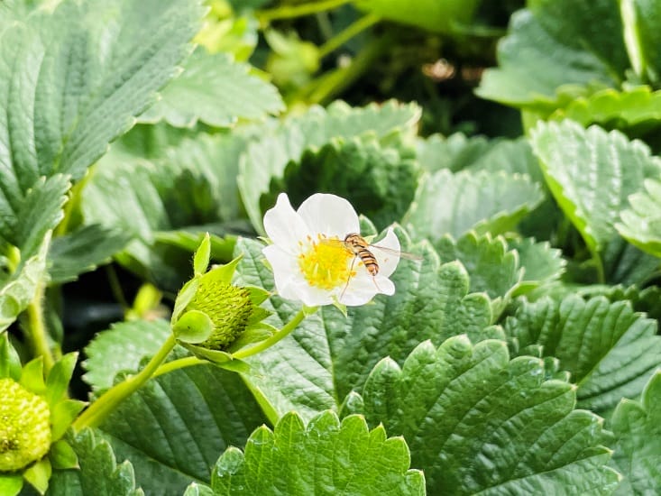【興榮草莓園】隱藏在苗栗深山的草莓聖地超大顆草莓任你採