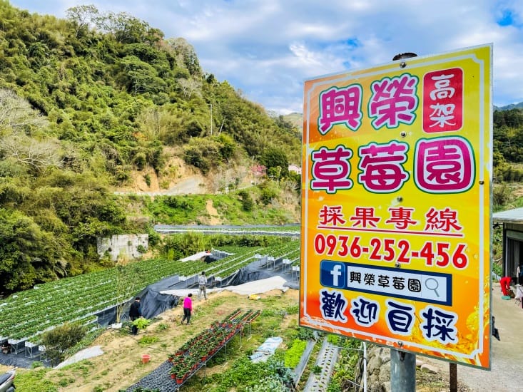 【興榮草莓園】隱藏在苗栗深山的草莓聖地超大顆草莓任你採