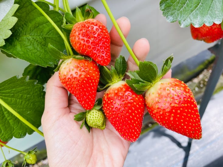 【興榮草莓園】隱藏在苗栗深山的草莓聖地超大顆草莓任你採