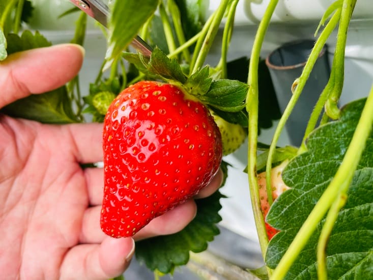 【興榮草莓園】隱藏在苗栗深山的草莓聖地超大顆草莓任你採