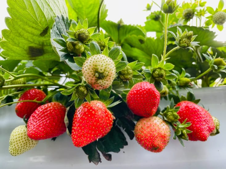 【興榮草莓園】隱藏在苗栗深山的草莓聖地超大顆草莓任你採