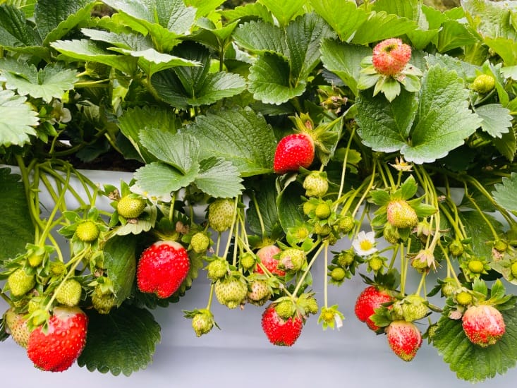 【興榮草莓園】隱藏在苗栗深山的草莓聖地超大顆草莓任你採