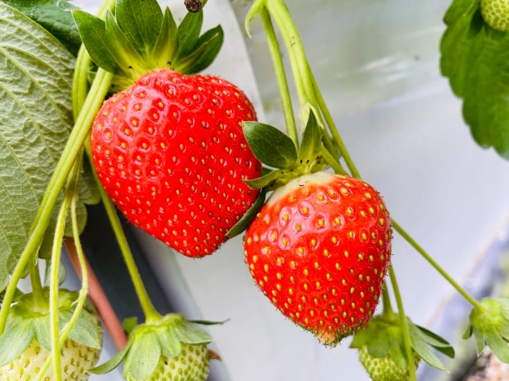 【興榮草莓園】隱藏在苗栗深山的草莓聖地超大顆草莓任你採