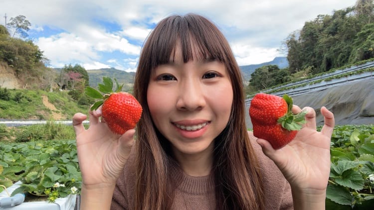 【興榮草莓園】隱藏在苗栗深山的草莓聖地超大顆草莓任你採