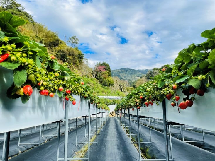 【興榮草莓園】隱藏在苗栗深山的草莓聖地超大顆草莓任你採