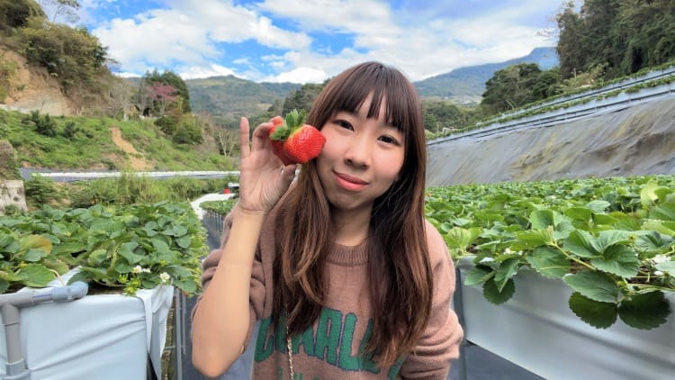 【興榮草莓園】隱藏在苗栗深山的草莓聖地超大顆草莓任你採