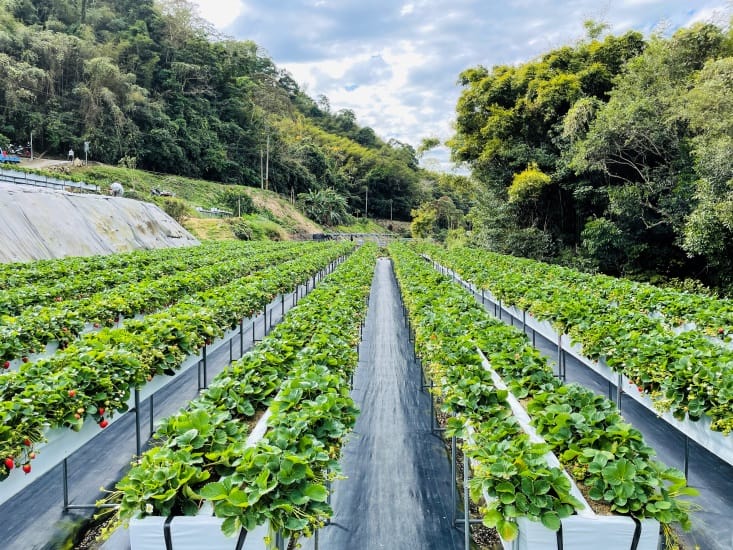 【興榮草莓園】隱藏在苗栗深山的草莓聖地超大顆草莓任你採