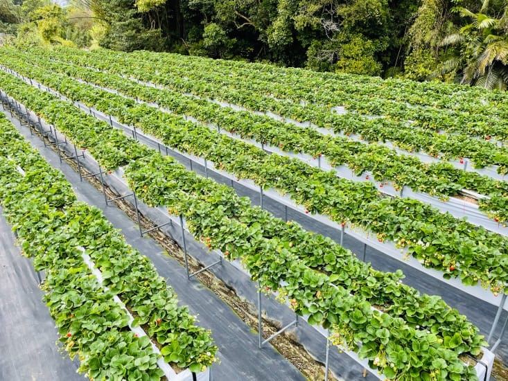 【興榮草莓園】隱藏在苗栗深山的草莓聖地超大顆草莓任你採