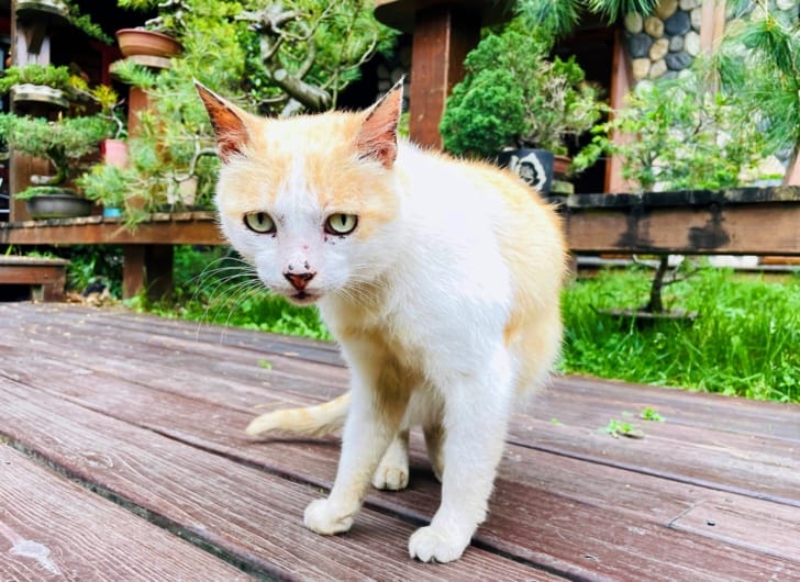 【事外桃源渡假山莊】南投清境熱門包棟民宿綠色雅築山景雙人房清境寵物毛小孩友善住宿到青青草原看綿羊秀不用十分鐘!