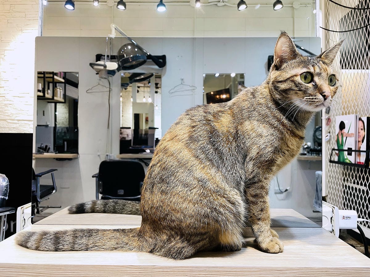 【InK Hair 內湖概念店】台北內湖髮廊「染髮護髮」推薦!免費『店貓按摩』實在太超值了!