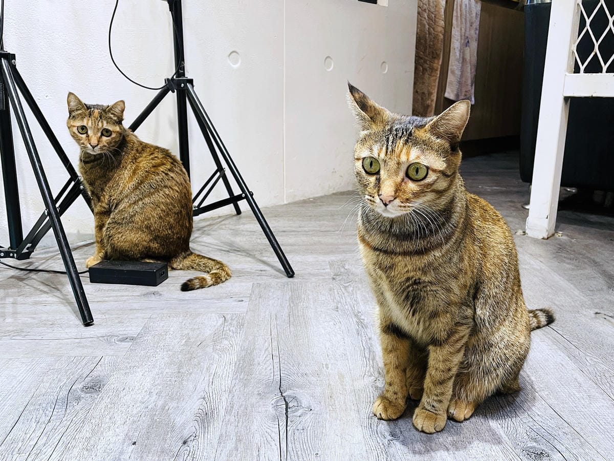 【InK Hair 內湖概念店】台北內湖髮廊「染髮護髮」推薦!免費『店貓按摩』實在太超值了!