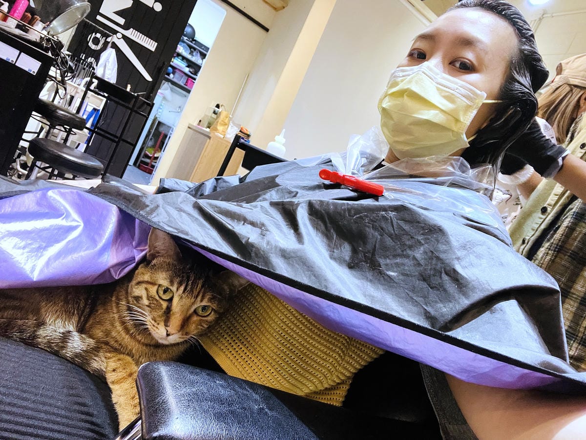 【InK Hair 內湖概念店】台北內湖髮廊「染髮護髮」推薦!免費『店貓按摩』實在太超值了!