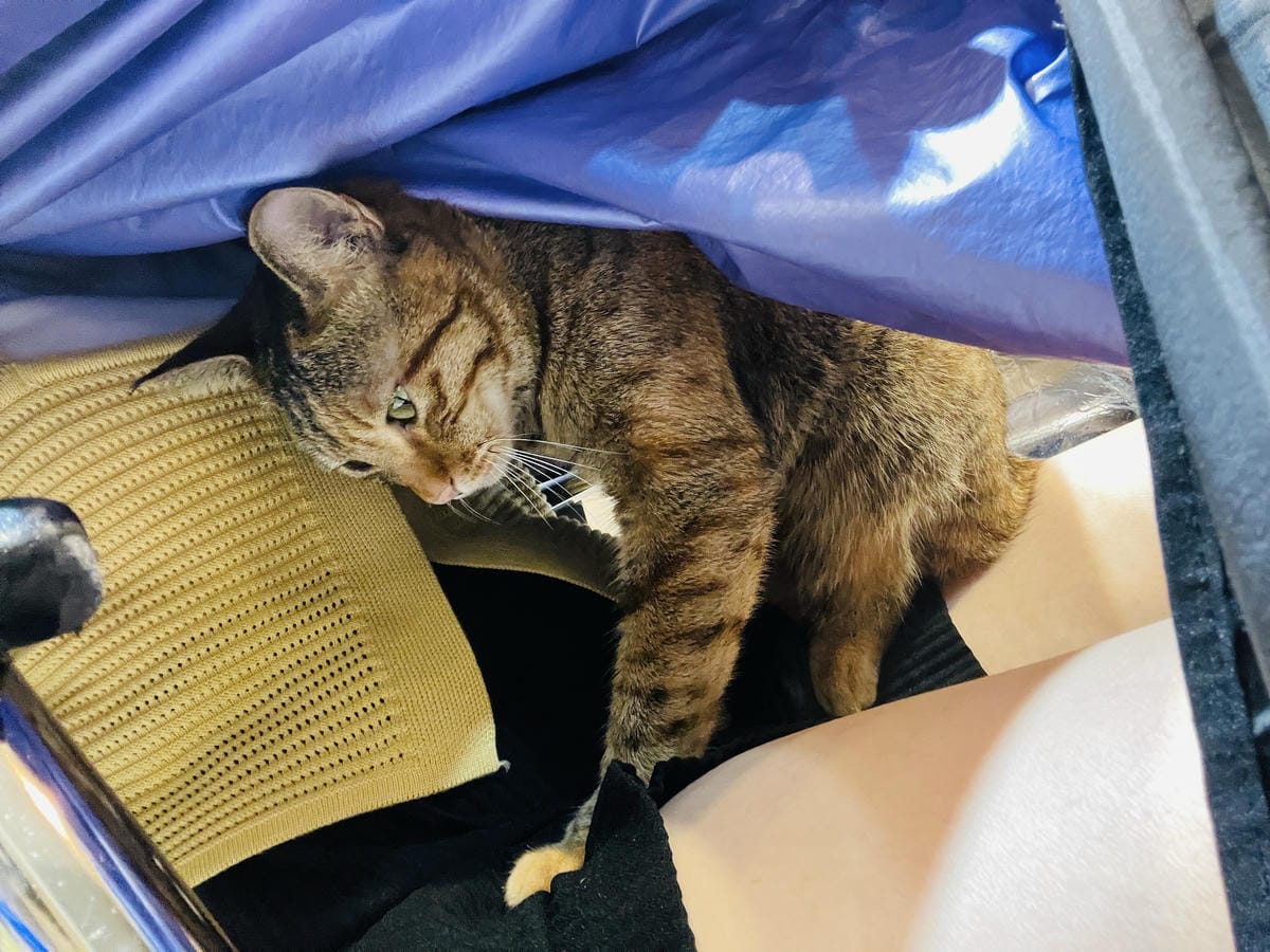 【InK Hair 內湖概念店】台北內湖髮廊「染髮護髮」推薦!免費『店貓按摩』實在太超值了!