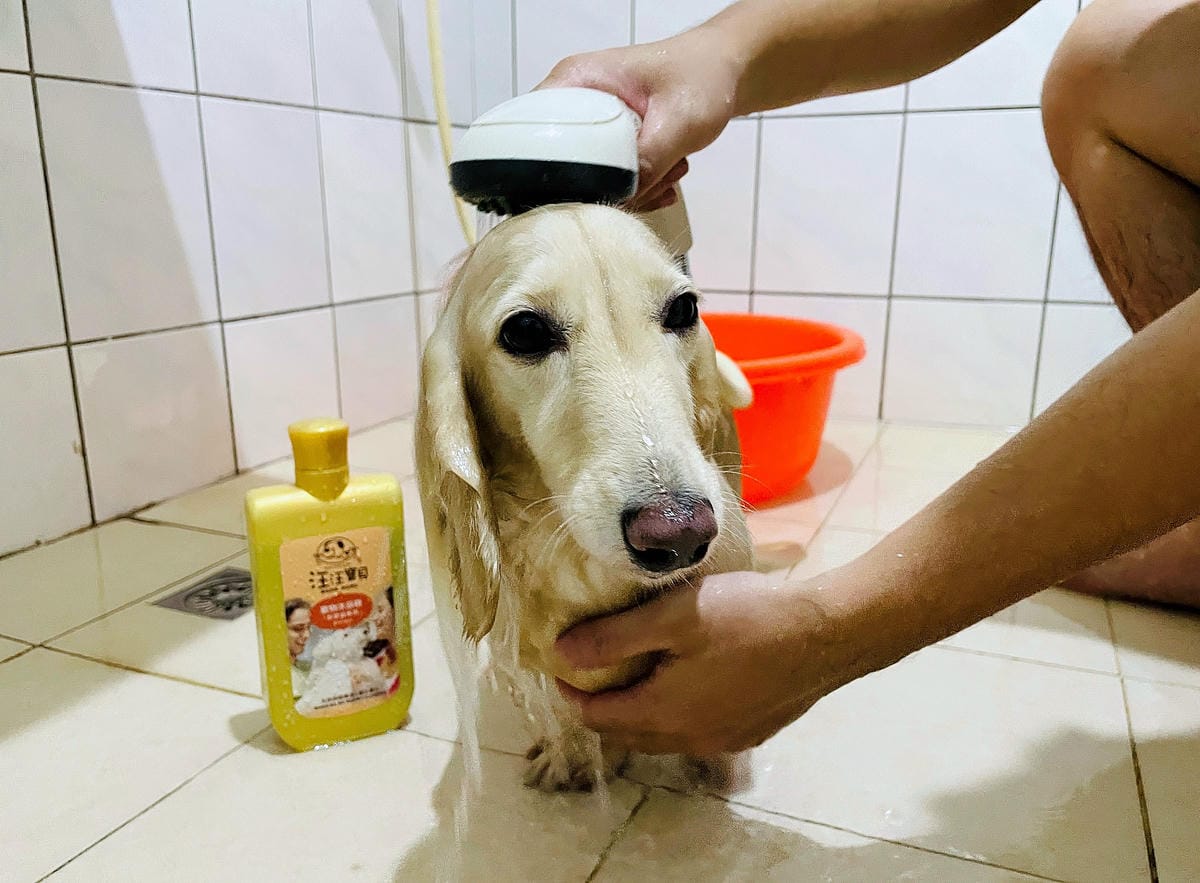 IMG_3373狗狗洗毛精推薦_汪汪寶貝.JPG
