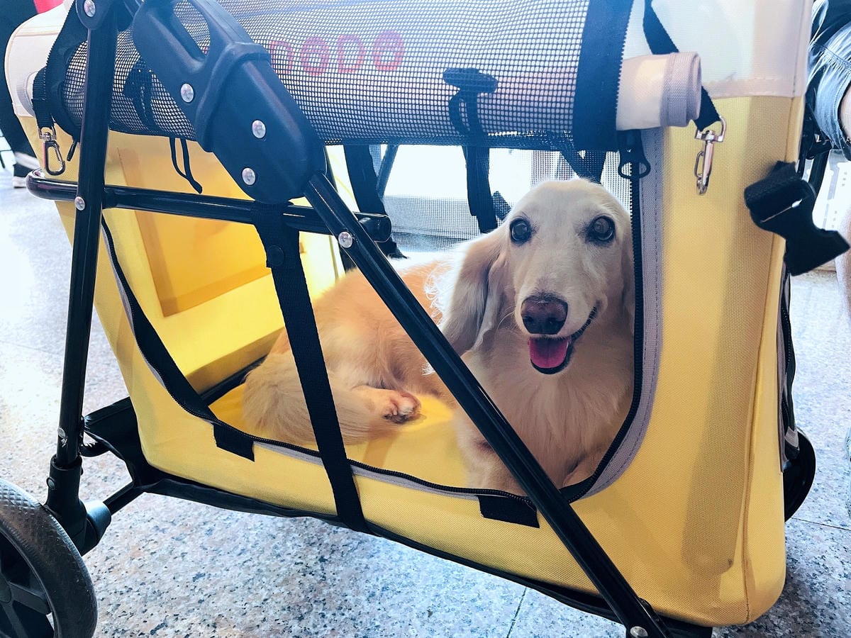 【摸肚肚MODODO】GOGOBOX小立方寵物推車『小臘腸咪咪』狗生第一台『豪華推車』!毛小孩外出散步必備