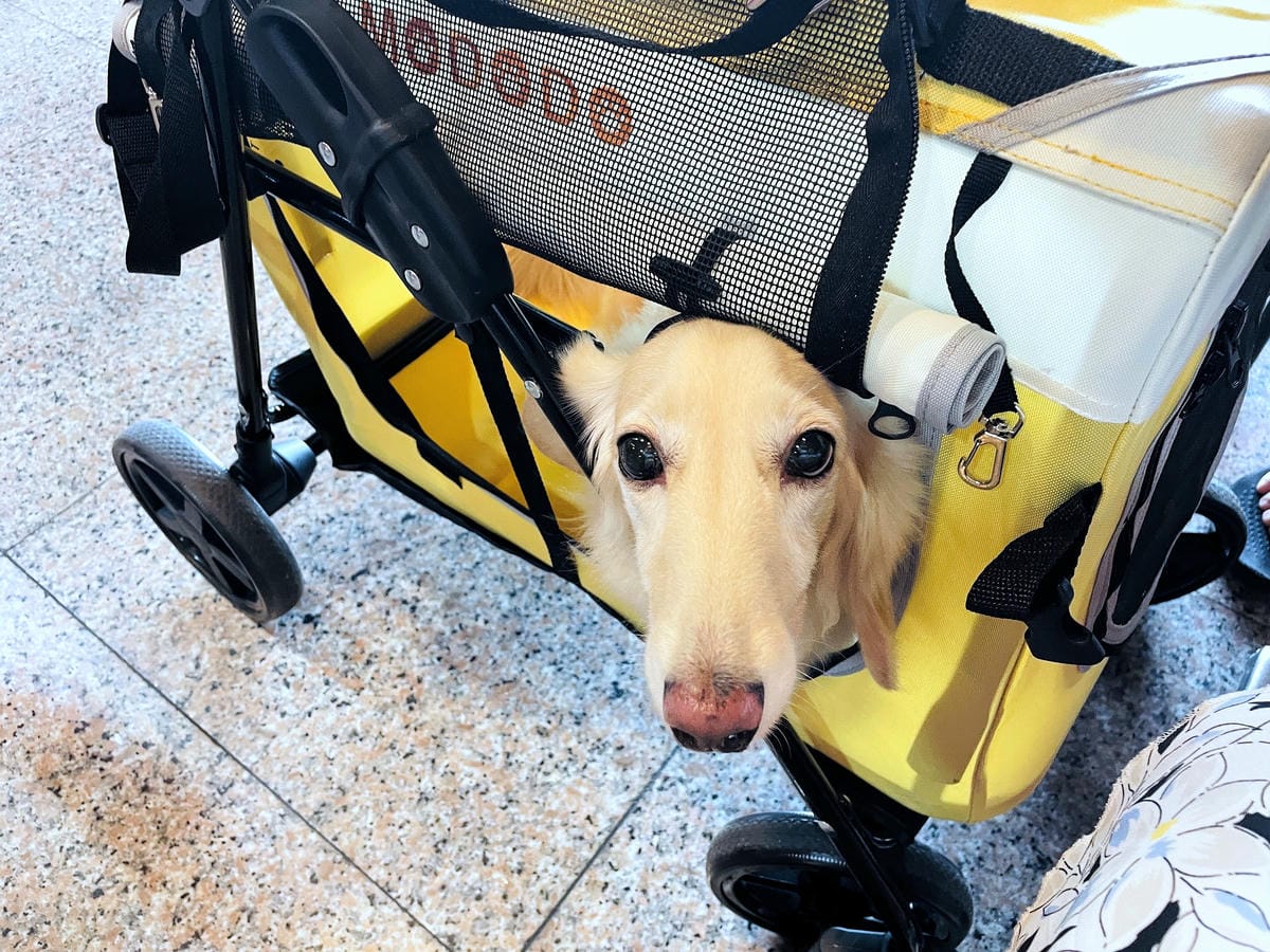 【摸肚肚MODODO】GOGOBOX小立方寵物推車『小臘腸咪咪』狗生第一台『豪華推車』!毛小孩外出散步必備