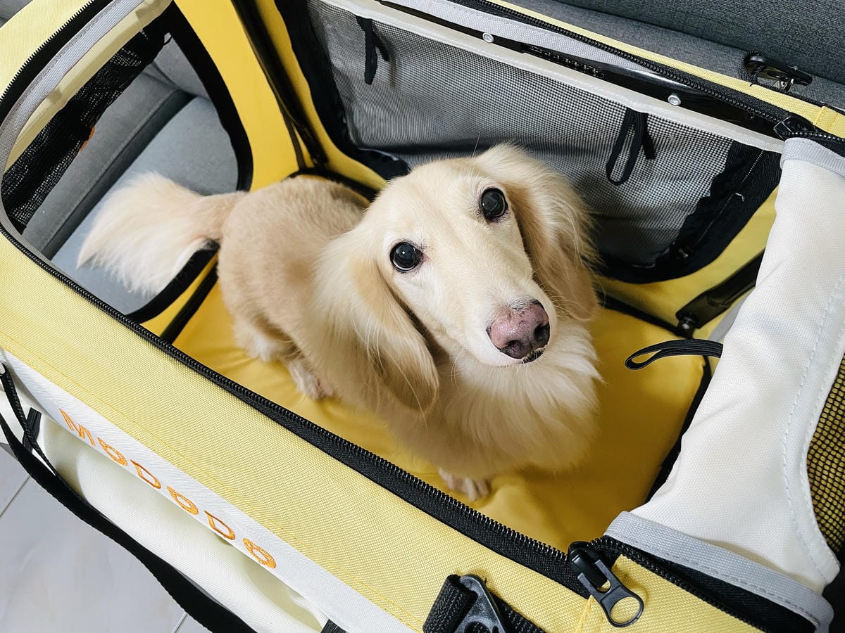 【摸肚肚MODODO】GOGOBOX小立方寵物推車『小臘腸咪咪』狗生第一台『豪華推車』!毛小孩外出散步必備