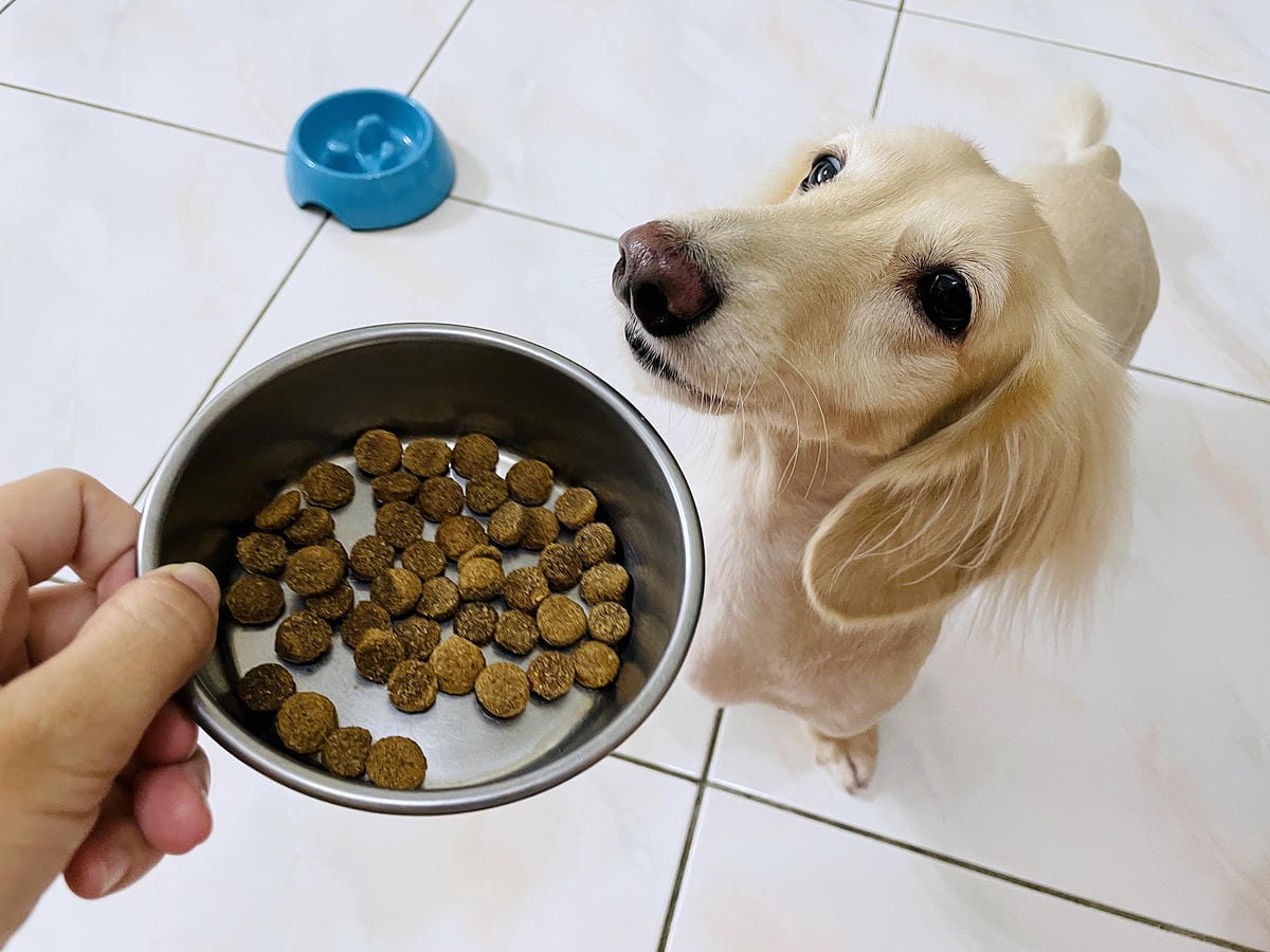 【初卡樂True Colours】狗飼料推薦!『澳洲羔羊糙米』、『澳洲嫩雞糙米』,來自澳洲的健康營養配方小臘腸咪咪愛吃的美味狗糧!