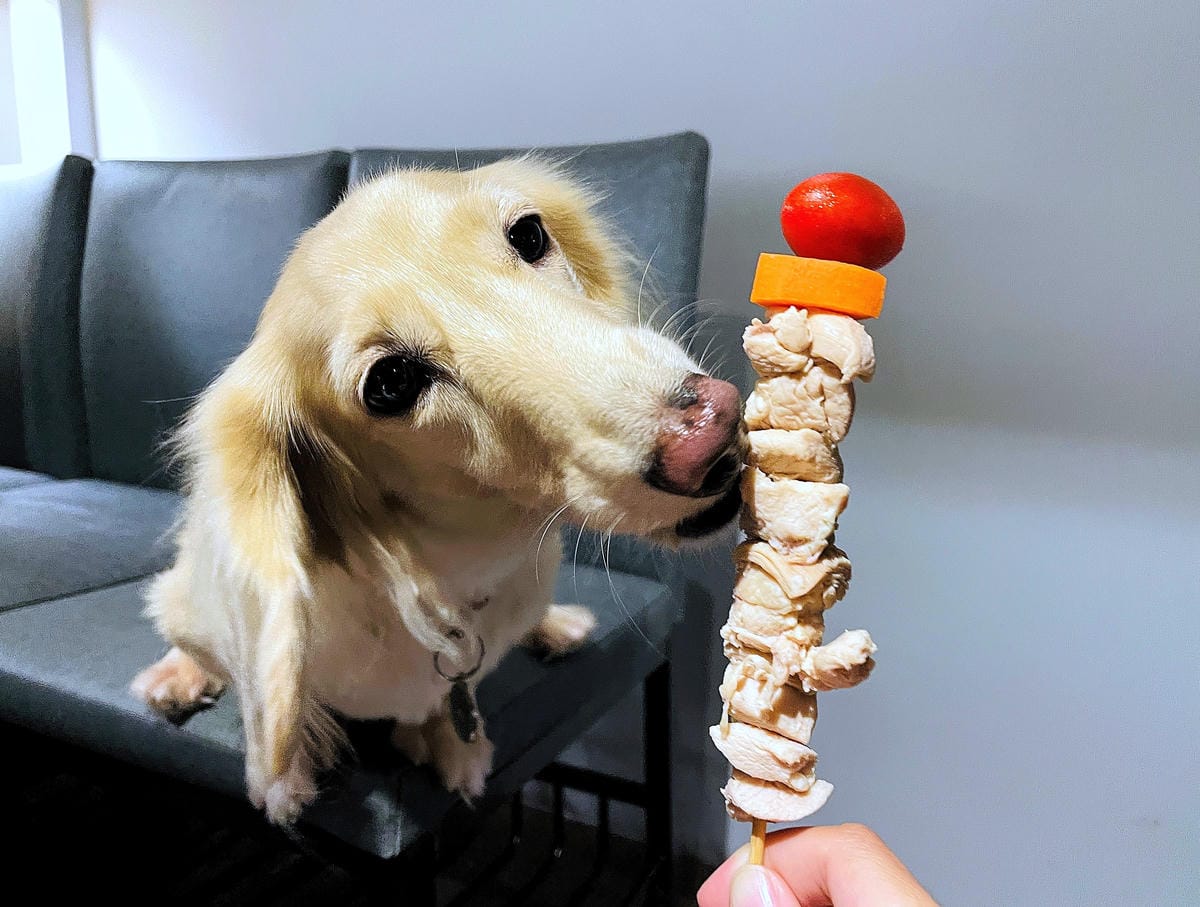 【容燒居酒屋】松山區居酒屋-台北寵物友善餐廳!毛孩專屬肉串吃起來帶小臘腸咪咪出門吃寵物串燒!