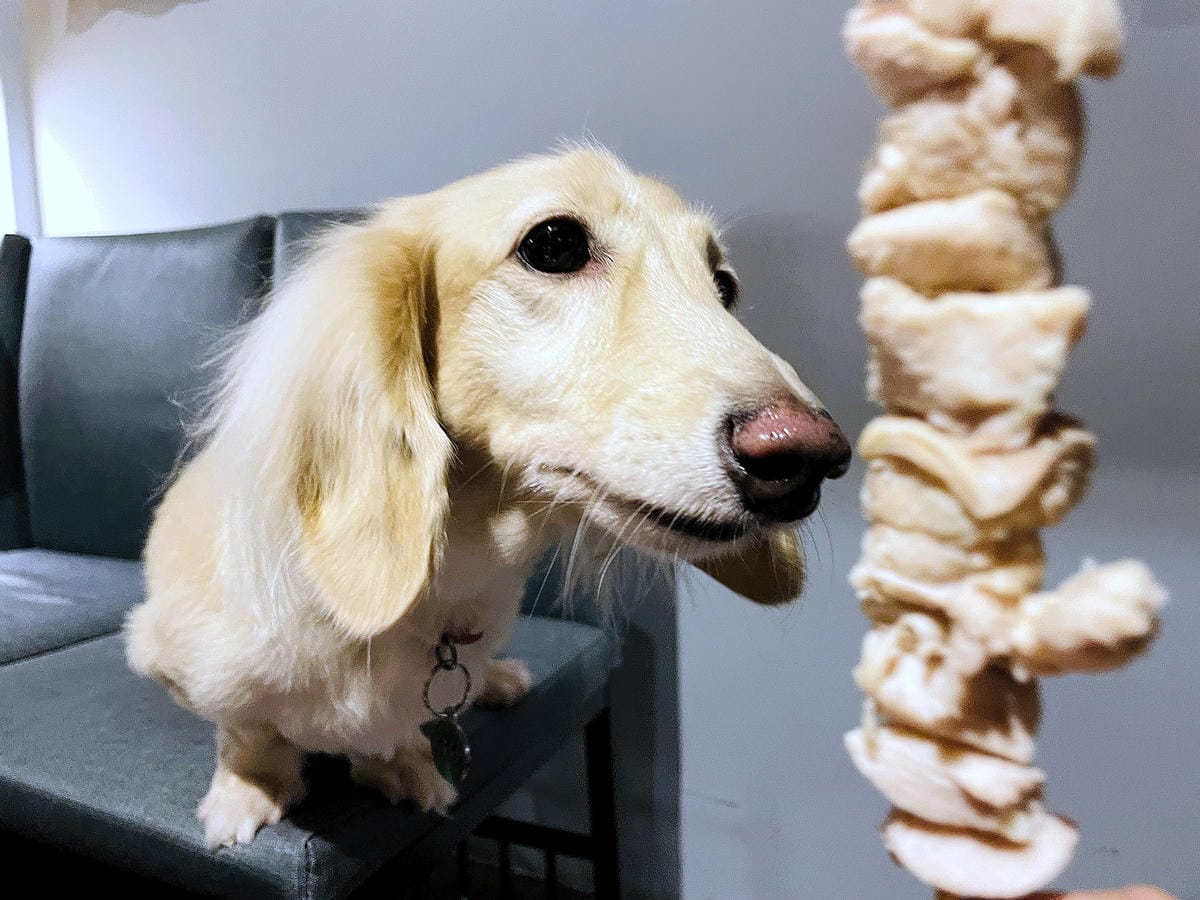 【容燒居酒屋】松山區居酒屋-台北寵物友善餐廳!毛孩專屬肉串吃起來帶小臘腸咪咪出門吃寵物串燒!