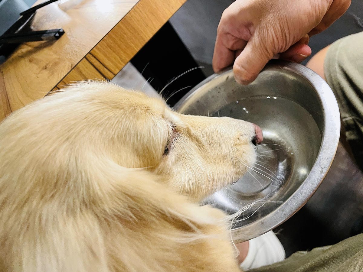【容燒居酒屋】松山區居酒屋-台北寵物友善餐廳!毛孩專屬肉串吃起來帶小臘腸咪咪出門吃寵物串燒!
