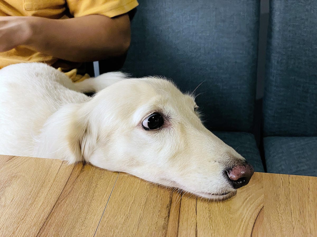 【容燒居酒屋】松山區居酒屋-台北寵物友善餐廳!毛孩專屬肉串吃起來帶小臘腸咪咪出門吃寵物串燒!