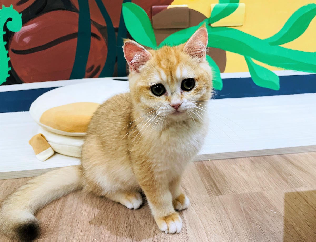 【貓裡居】萌貓咪爆擊『林口貓咖啡廳』『貓旅館』推薦!超療癒貓奴天堂盡情撸貓超好吃抹茶千層蛋糕!