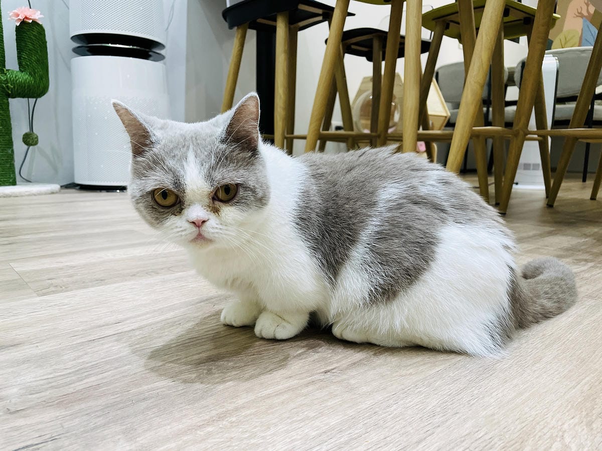 【貓裡居】萌貓咪爆擊『林口貓咖啡廳』『貓旅館』推薦!超療癒貓奴天堂盡情撸貓超好吃抹茶千層蛋糕!