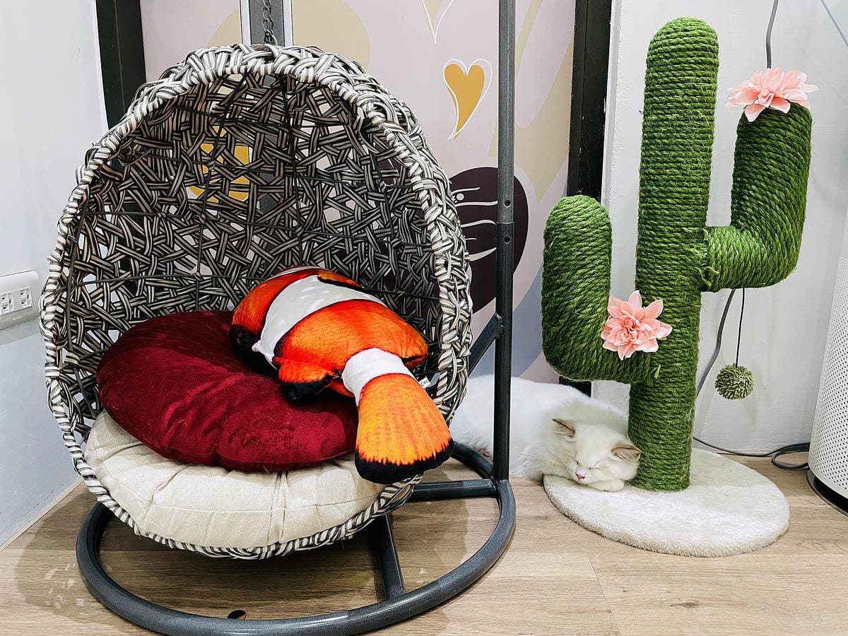 【貓裡居】萌貓咪爆擊『林口貓咖啡廳』『貓旅館』推薦!超療癒貓奴天堂盡情撸貓超好吃抹茶千層蛋糕!