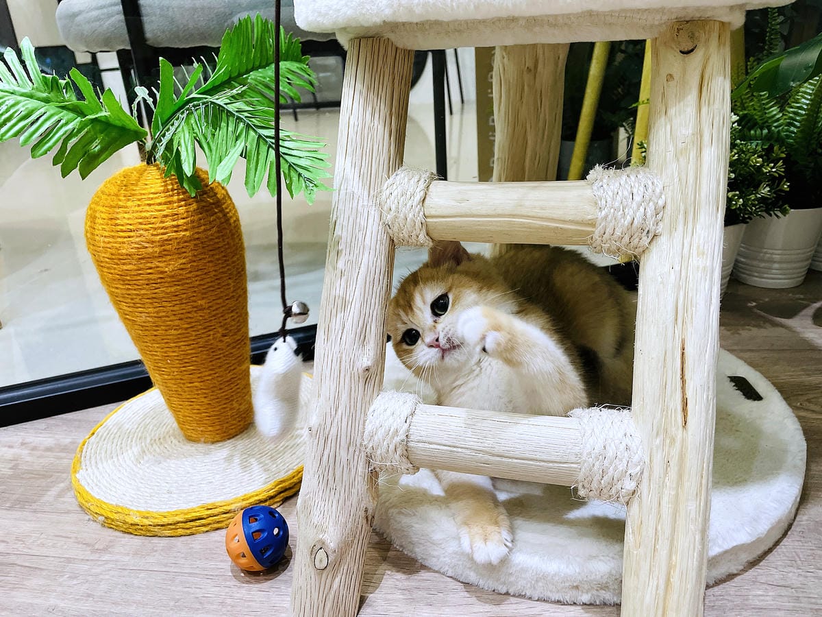 【貓裡居】萌貓咪爆擊『林口貓咖啡廳』『貓旅館』推薦!超療癒貓奴天堂盡情撸貓超好吃抹茶千層蛋糕!