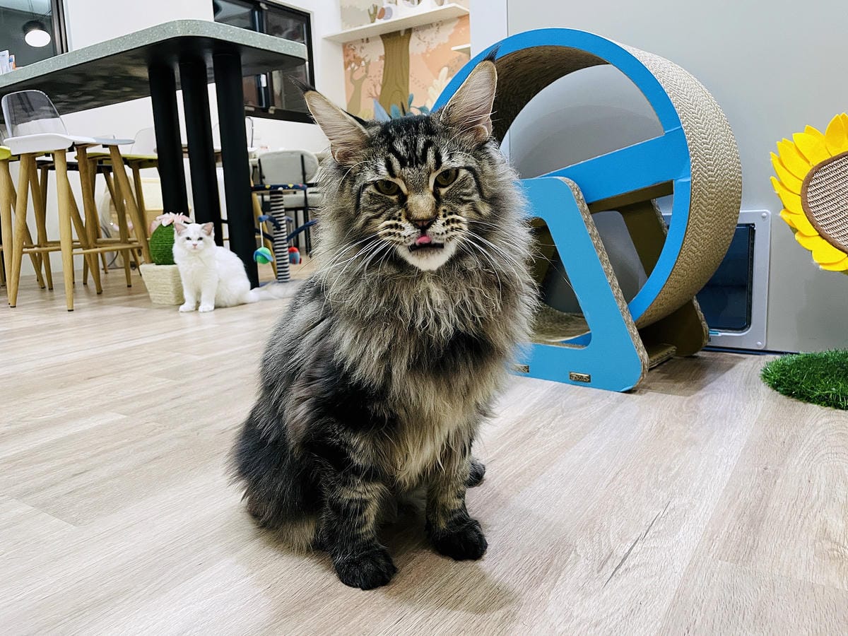 【貓裡居】萌貓咪爆擊『林口貓咖啡廳』『貓旅館』推薦!超療癒貓奴天堂盡情撸貓超好吃抹茶千層蛋糕!