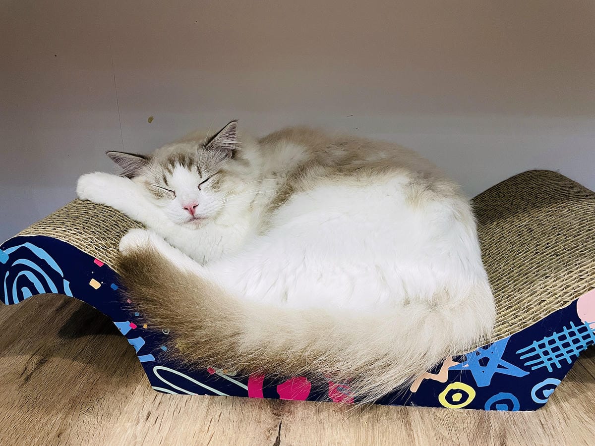 【貓裡居】萌貓咪爆擊『林口貓咖啡廳』『貓旅館』推薦!超療癒貓奴天堂盡情撸貓超好吃抹茶千層蛋糕!