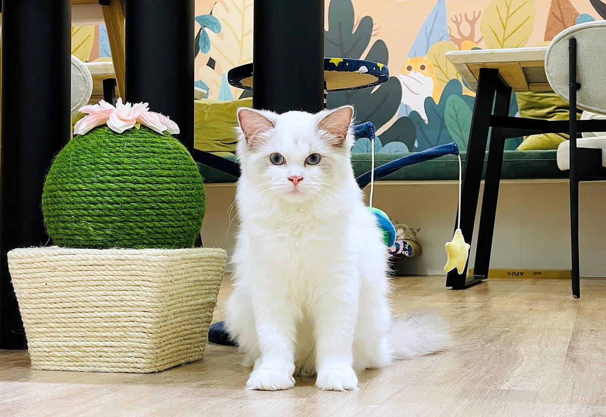 【貓裡居】萌貓咪爆擊『林口貓咖啡廳』『貓旅館』推薦!超療癒貓奴天堂盡情撸貓超好吃抹茶千層蛋糕!