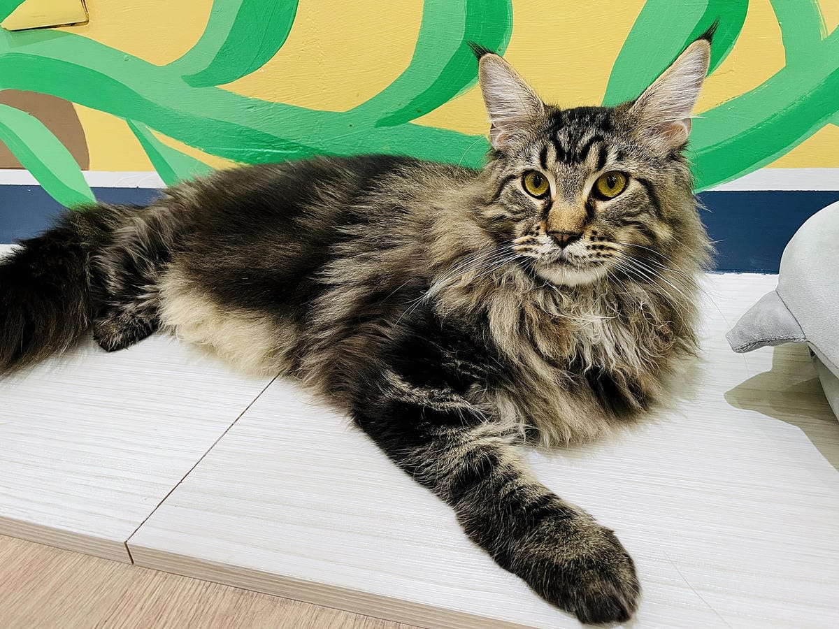 【貓裡居】萌貓咪爆擊『林口貓咖啡廳』『貓旅館』推薦!超療癒貓奴天堂盡情撸貓超好吃抹茶千層蛋糕!