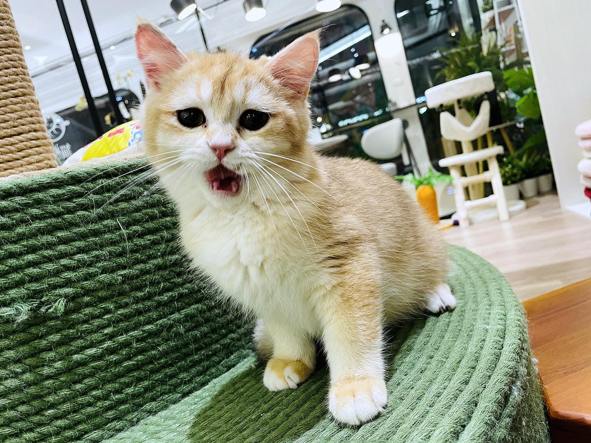 【貓裡居】萌貓咪爆擊『林口貓咖啡廳』『貓旅館』推薦!超療癒貓奴天堂盡情撸貓超好吃抹茶千層蛋糕!