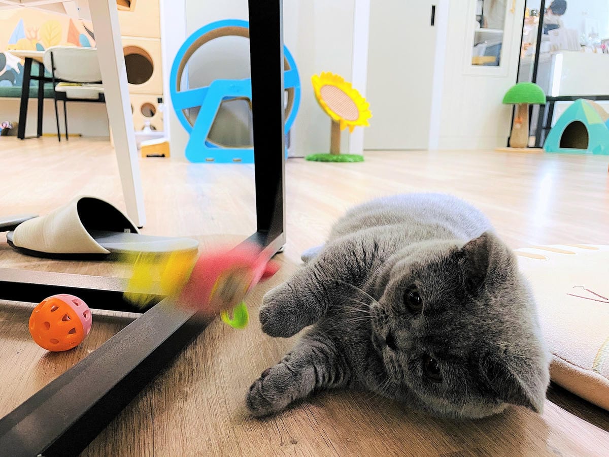 【貓裡居】萌貓咪爆擊『林口貓咖啡廳』『貓旅館』推薦!超療癒貓奴天堂盡情撸貓超好吃抹茶千層蛋糕!