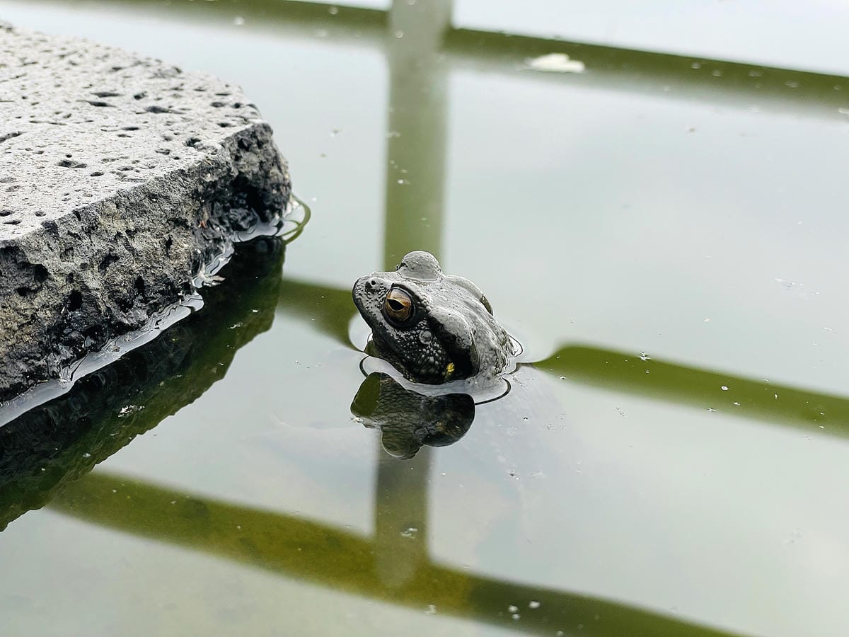 【若茵民宿Rollin】台中秘境 x 若茵石頭山雲海仙境,270度景觀盡收眼底,台灣中部私房景點「若茵農場」