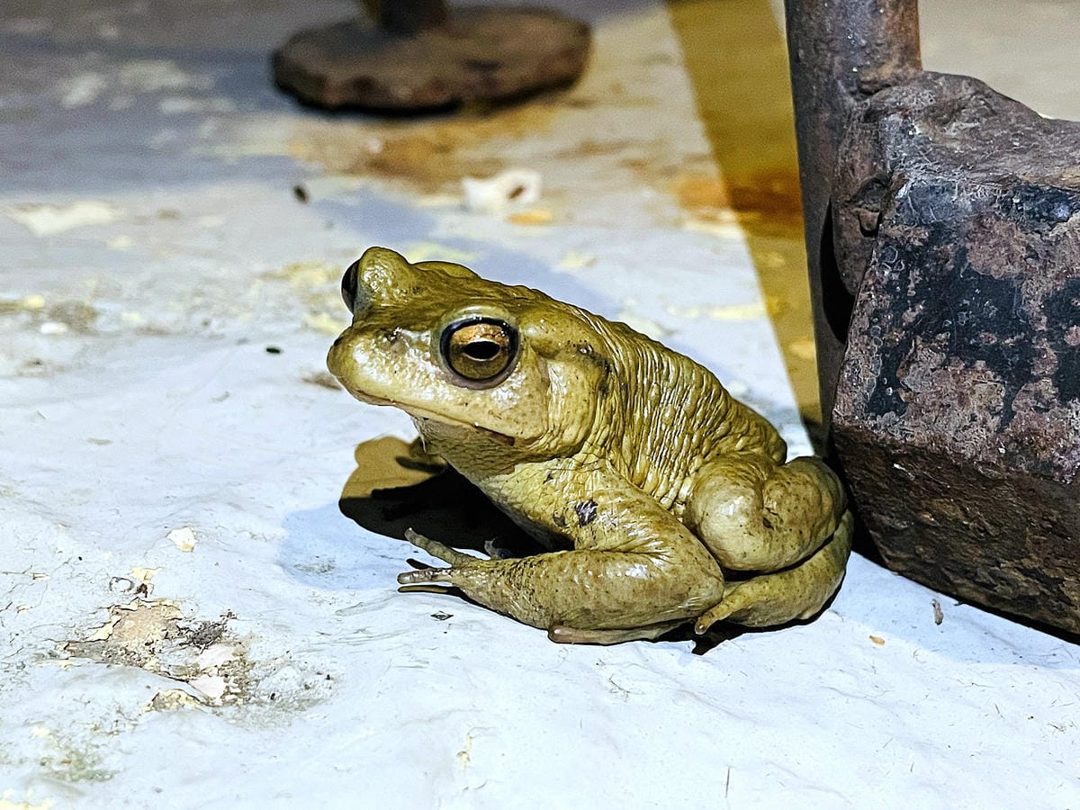 【若茵民宿Rollin】台中秘境 x 若茵石頭山雲海仙境,270度景觀盡收眼底,台灣中部私房景點「若茵農場」