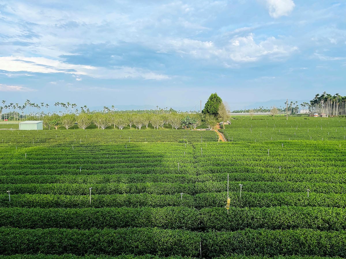 【茶二指故事館】南投名間熱門景點!巨型珍奶超好拍!買茶葉免費住「春秋茶事x彩虹水管屋」,獨家「白鷺紅茶拉麵」必吃!