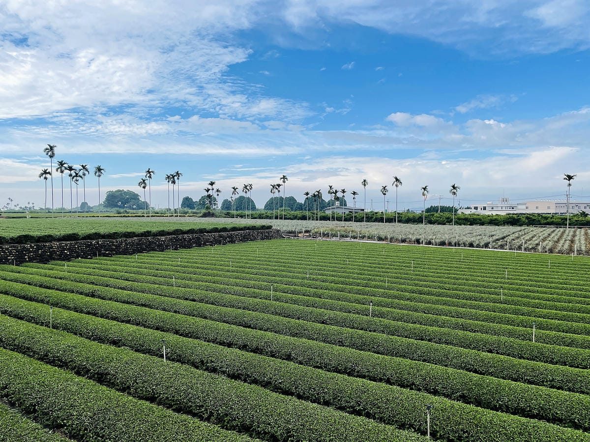 【茶二指故事館】南投名間熱門景點!巨型珍奶超好拍!買茶葉免費住「春秋茶事x彩虹水管屋」,獨家「白鷺紅茶拉麵」必吃!