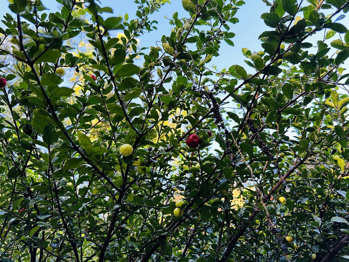 【蟬說:和社山林】教育中心四人房x手作體驗蟬說雅築x泡山林秘境溫泉深度走訪羅娜部落x體驗木杵敲擊梅子夢工廠x梅精酵素霜淇淋