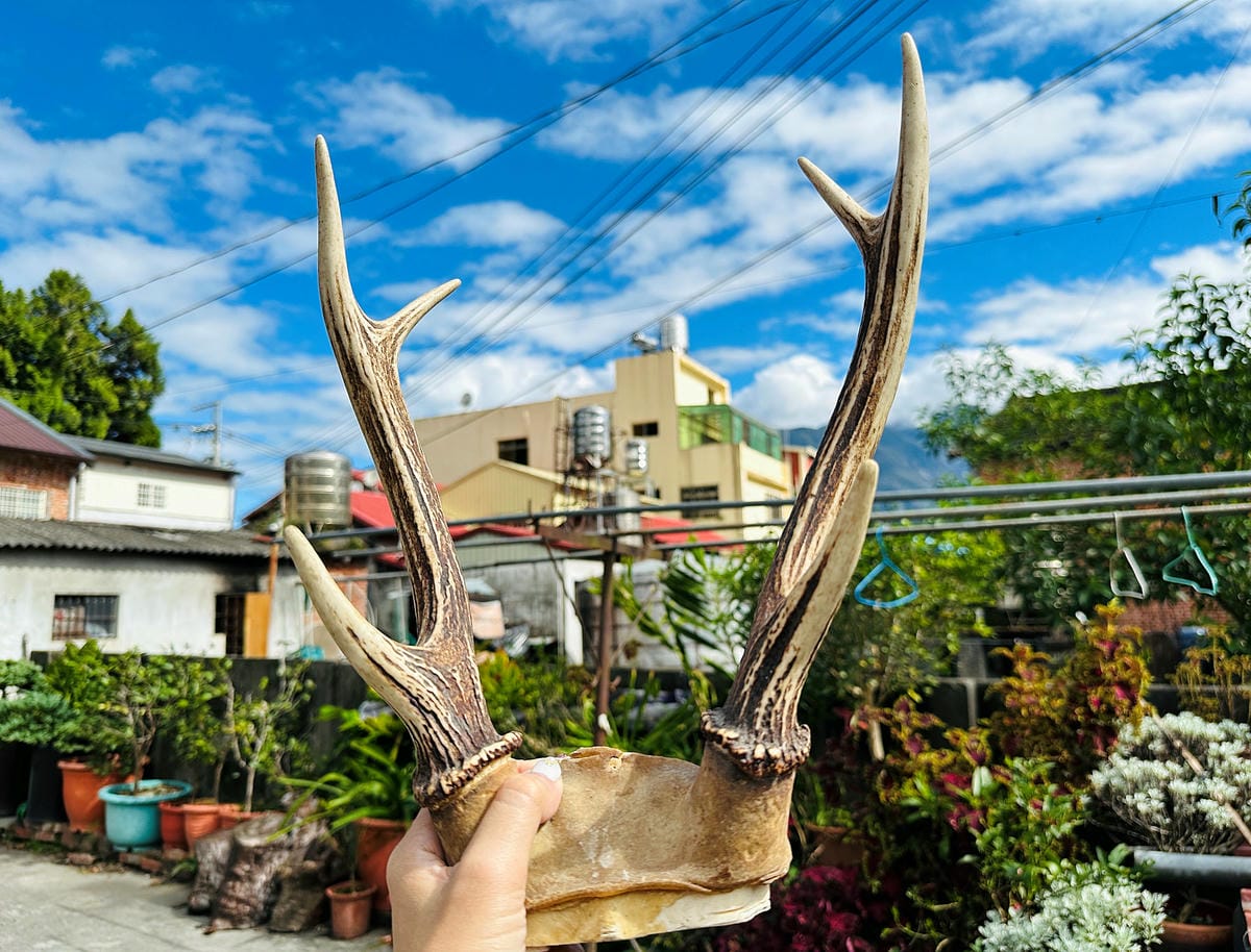 【蟬說:和社山林】教育中心四人房x手作體驗蟬說雅築x泡山林秘境溫泉深度走訪羅娜部落x體驗木杵敲擊梅子夢工廠x梅精酵素霜淇淋