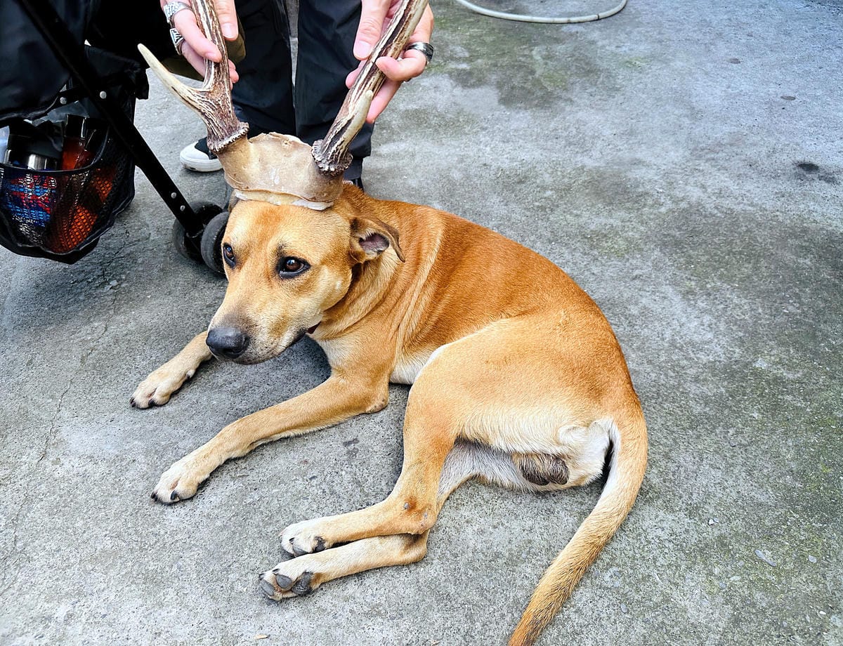 【蟬說:和社山林】教育中心四人房x手作體驗蟬說雅築x泡山林秘境溫泉深度走訪羅娜部落x體驗木杵敲擊梅子夢工廠x梅精酵素霜淇淋