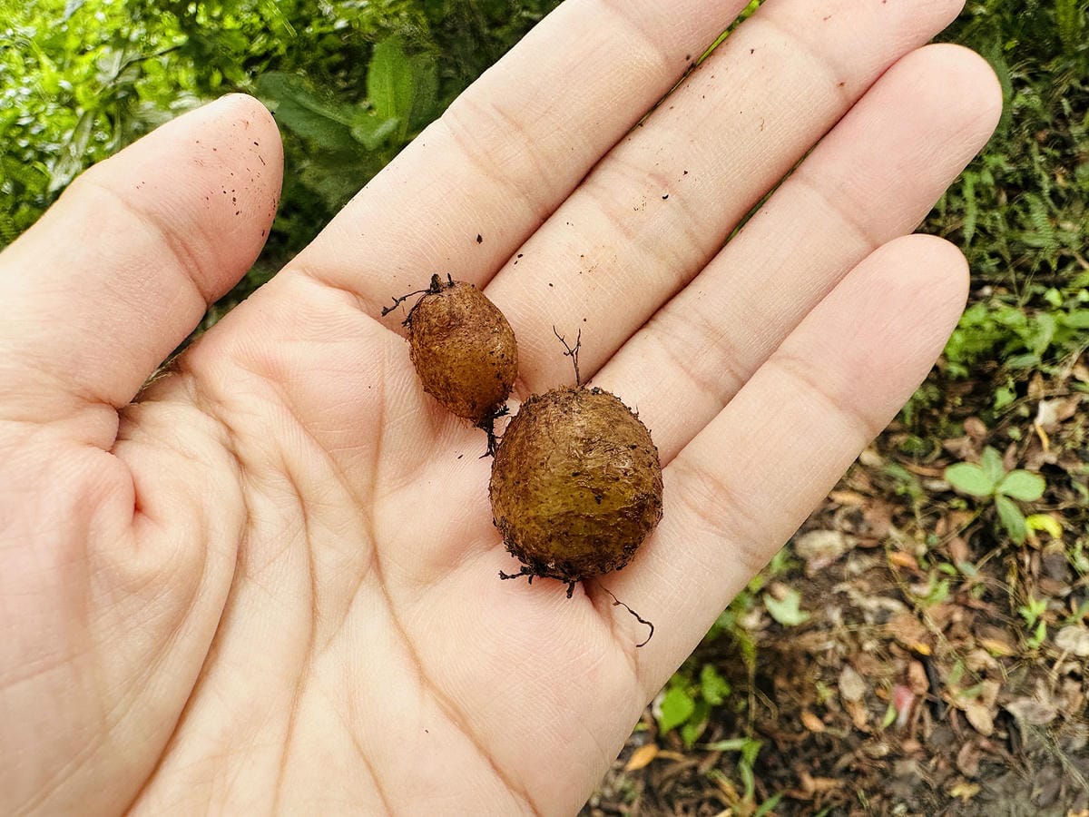 【蟬說:和社山林】教育中心四人房x手作體驗蟬說雅築x泡山林秘境溫泉深度走訪羅娜部落x體驗木杵敲擊梅子夢工廠x梅精酵素霜淇淋