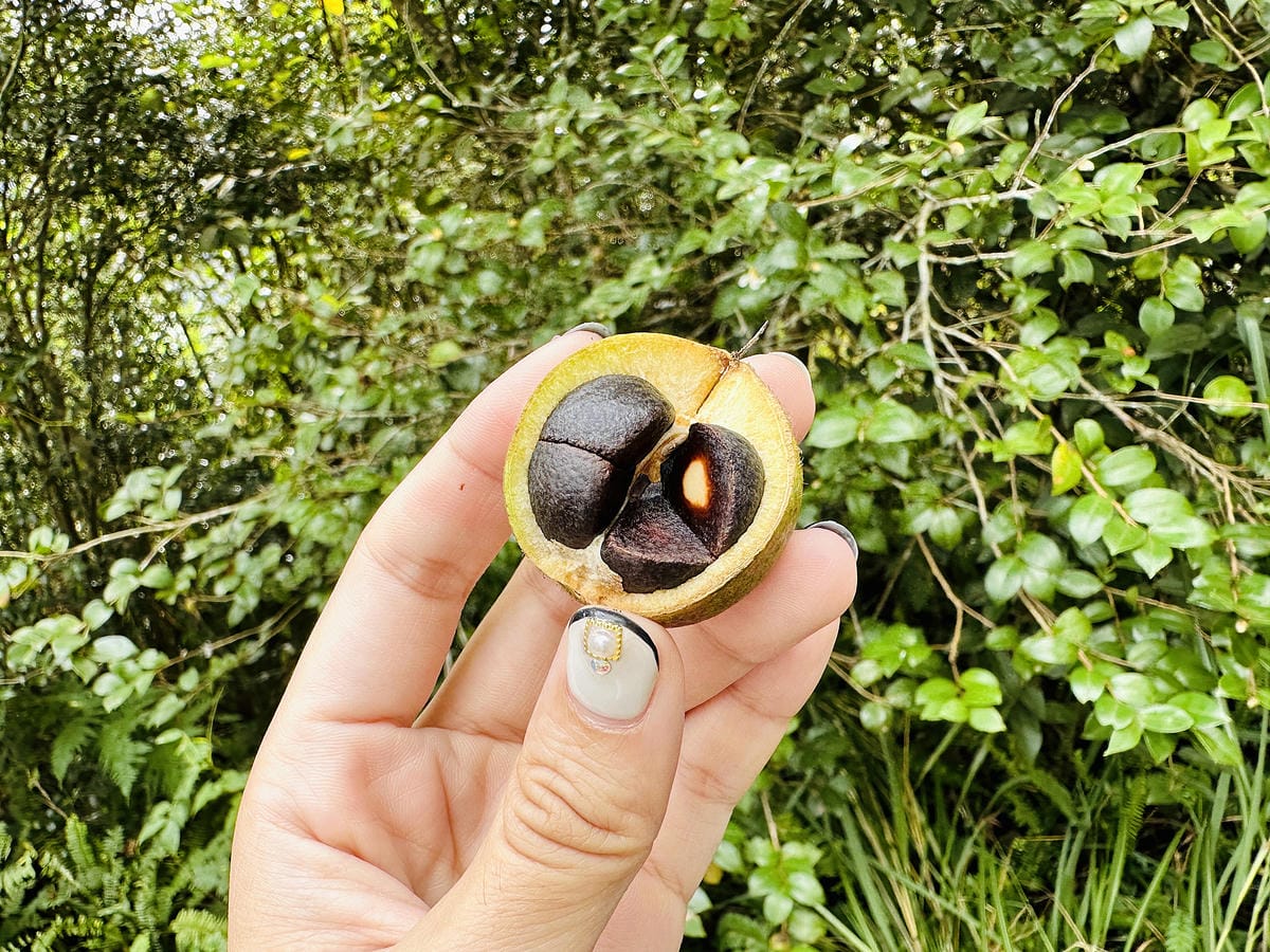 【蟬說:和社山林】教育中心四人房x手作體驗蟬說雅築x泡山林秘境溫泉深度走訪羅娜部落x體驗木杵敲擊梅子夢工廠x梅精酵素霜淇淋