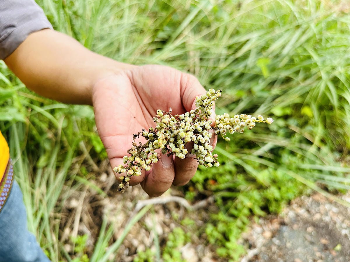 【蟬說:和社山林】教育中心四人房x手作體驗蟬說雅築x泡山林秘境溫泉深度走訪羅娜部落x體驗木杵敲擊梅子夢工廠x梅精酵素霜淇淋