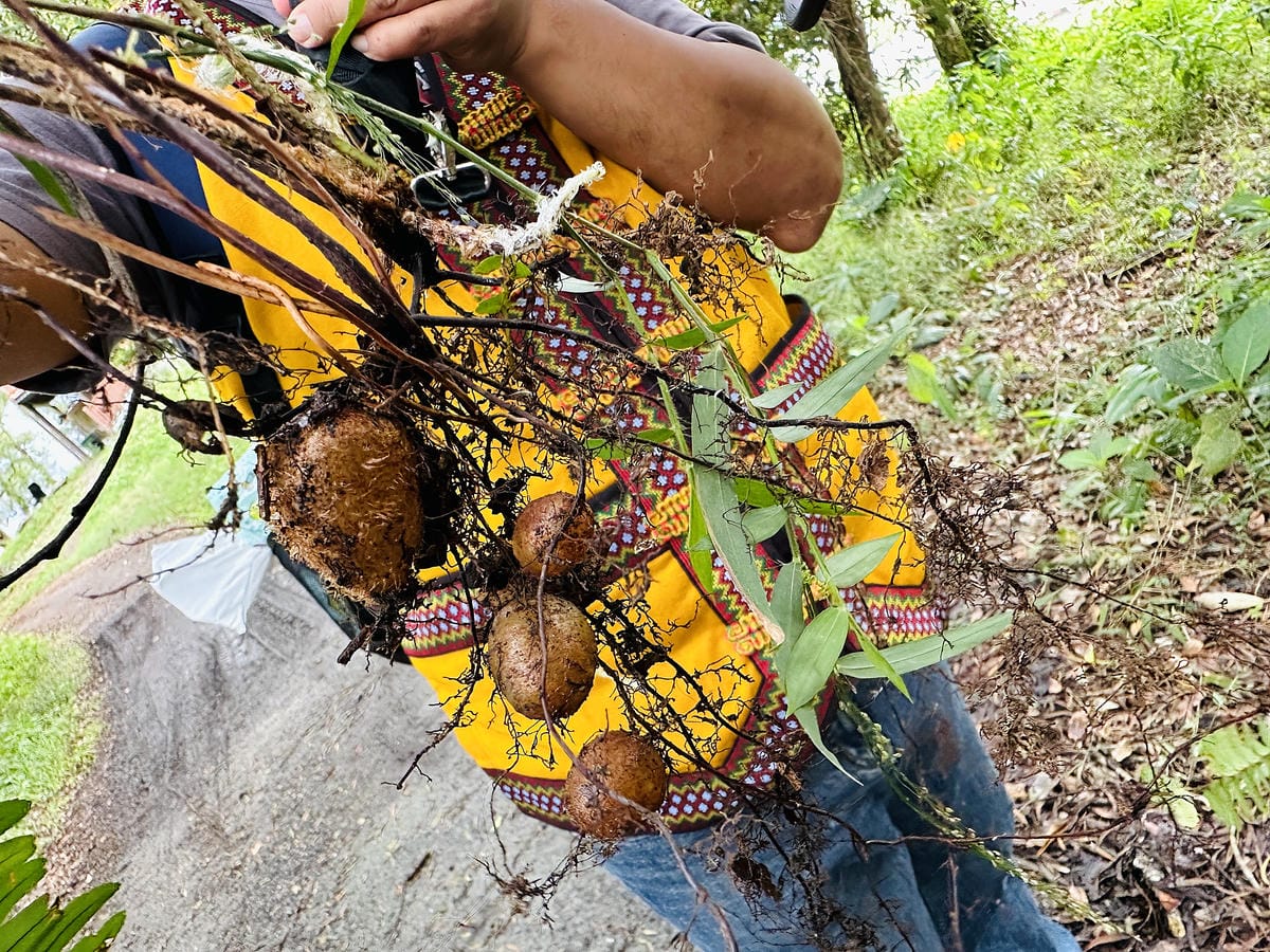 【蟬說:和社山林】教育中心四人房x手作體驗蟬說雅築x泡山林秘境溫泉深度走訪羅娜部落x體驗木杵敲擊梅子夢工廠x梅精酵素霜淇淋