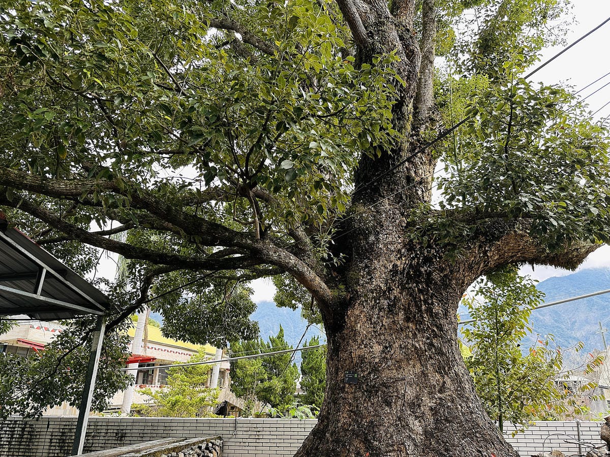 【蟬說:和社山林】教育中心四人房x手作體驗蟬說雅築x泡山林秘境溫泉深度走訪羅娜部落x體驗木杵敲擊梅子夢工廠x梅精酵素霜淇淋